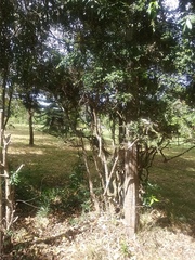Citrus australasica