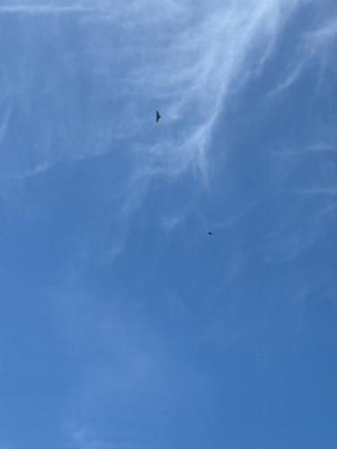 iNaturalist observation photo of Birds