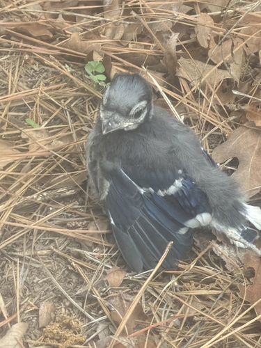 Blue Jay observed by tvogt