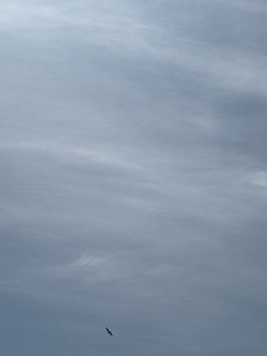 iNaturalist observation photo of Turkey Vulture