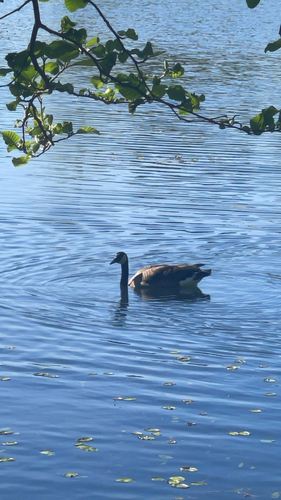 Canada Goose observed by halibug