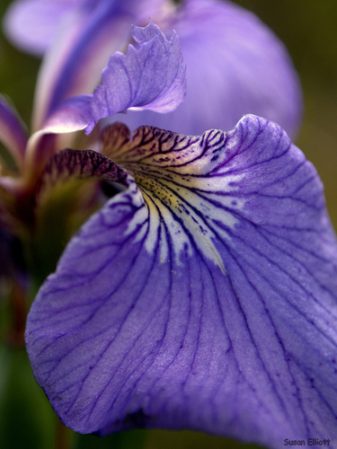 Iris setosa iNat (3)