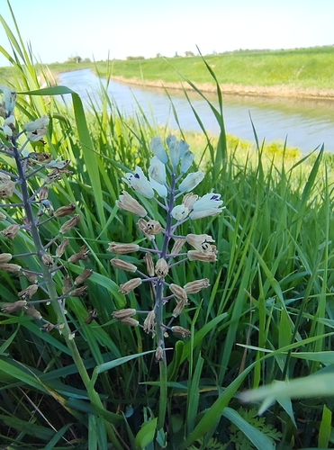 Bellevalia romana