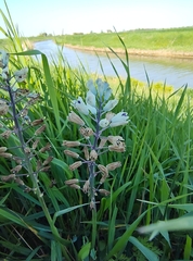 Bellevalia romana