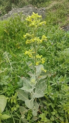Nicotiana rustica