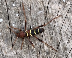 Neoclytus acuminatus