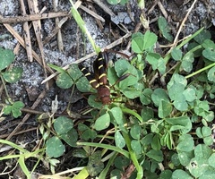 Neoclytus acuminatus