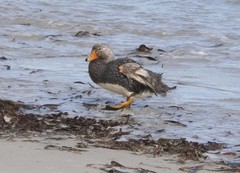 Tachyeres brachypterus