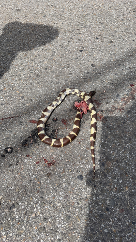 California King Snake observed by gayledm