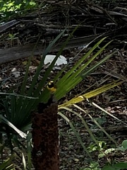 Setophaga citrina