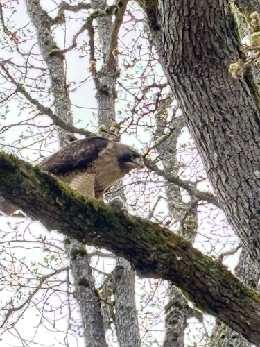 Red-tailed Hawk observed by lilytallulah8