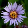 Siberian Aster - Photo (c) Susan Elliott, some rights reserved (CC BY-NC), uploaded by Susan Elliott