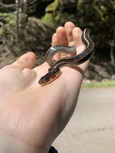 Valley Garter Snake observed by macklerath