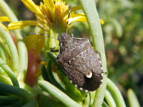 Holcostethus albipes