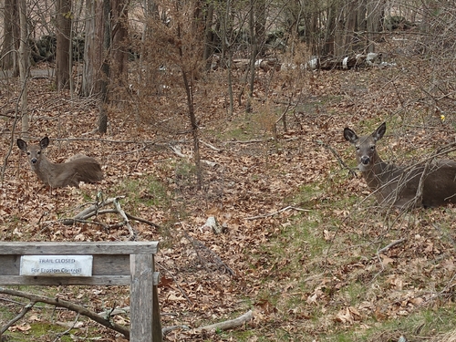 White-tailed Deer observed by jweindling