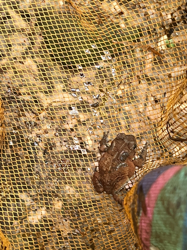 Fowler's Toad observed by kwifi