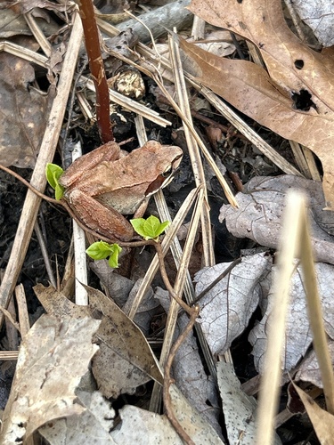 Wood Frog observed by letsgoout