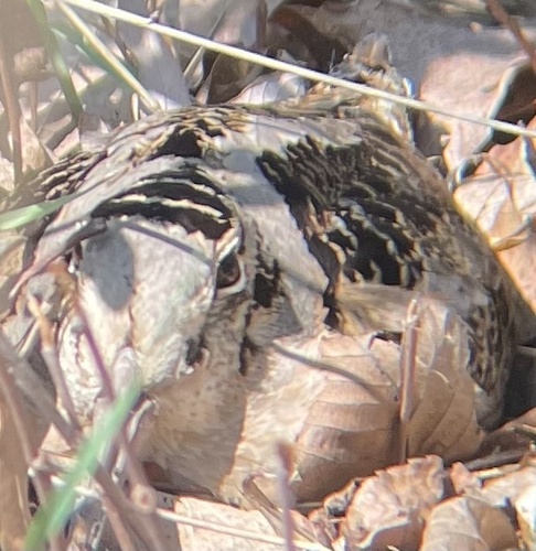 American Woodcock observed by airgjearth