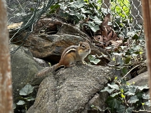 Eastern Chipmunk observed by ryan3476