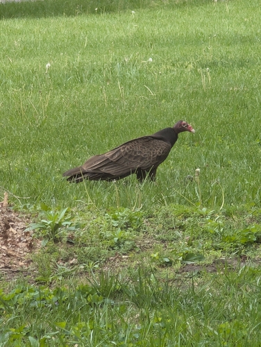 Turkey Vulture observed by shelbymarie314