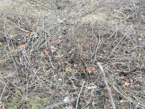American Woodcock observed by wconey