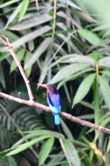 Halcyon cyanoventris