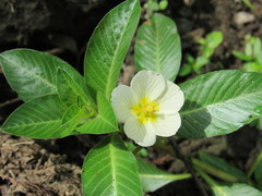Ludwigia adscendens