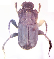 Eurysternus mexicanus