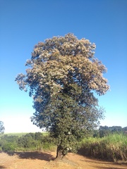 Cordia trichotoma