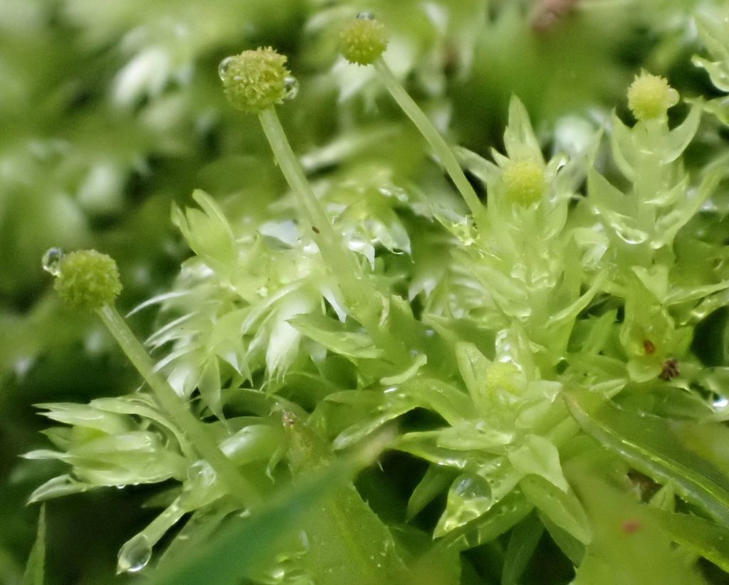 Bud-headed Groove-moss (Fungi and Lichen, Mosses, Liverworts, Red Algae ...