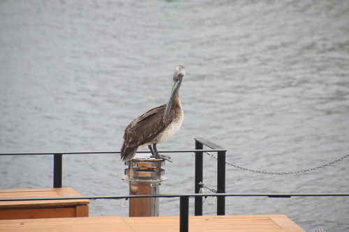 Brown Pelican observed by wikinose