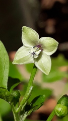Capsicum annuum glabriusculum
