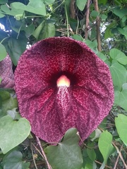 Aristolochia gigantea