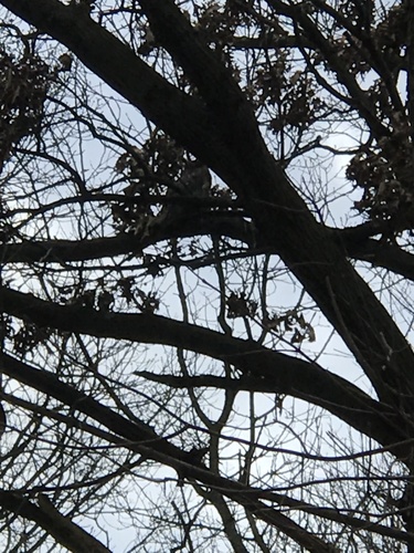 Great Horned Owl photographed in New Jersey