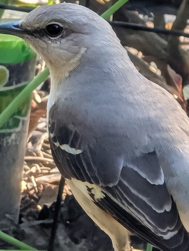 Northern Mockingbird observed by melissaruede