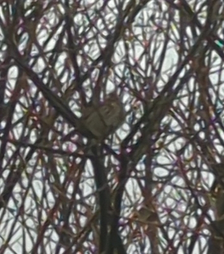 Song Sparrow observed by koskitam