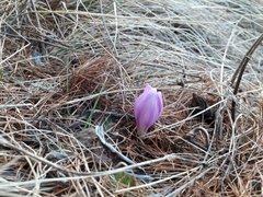 Colchicum bulbocodium
