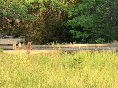 Red Fox observed by mike_cove