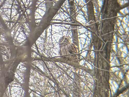 Barred Owl observed by sophiasperd