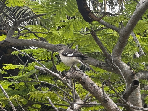 Imitador-poliglota observed by pautabr