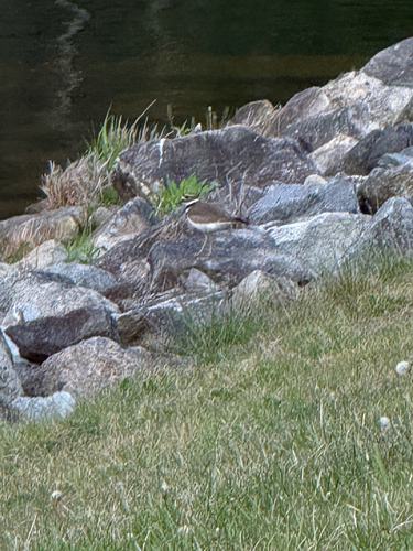 Killdeer observed by chapelheel66