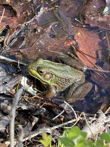 Green Frog observed by frecklesandgeckos