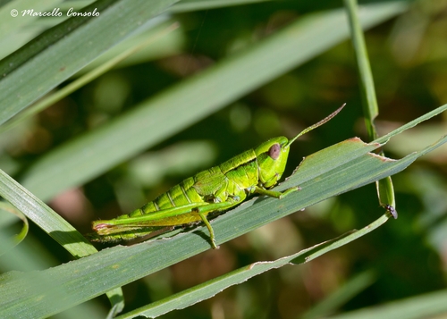 Small Gold Grasshopper
