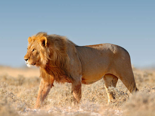 Southern Lion