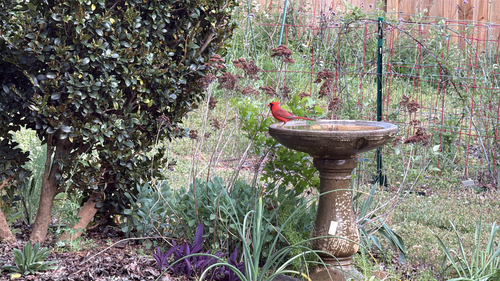 Northern Cardinal observed by artsymominsc