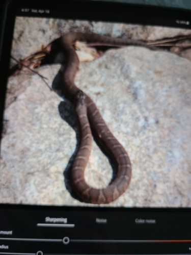 Northern Watersnake observed by madsenmel