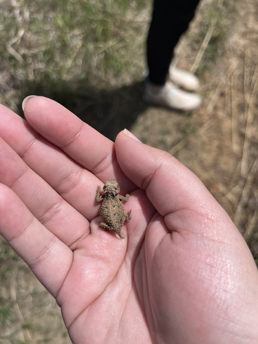 Texas Horned Lizard observed by dudleyam