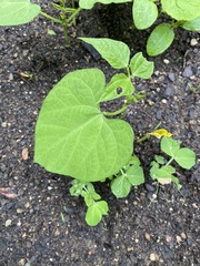 Phaseolus vulgaris
