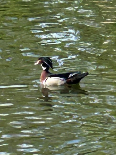 Aix sponsa observed by sgalen