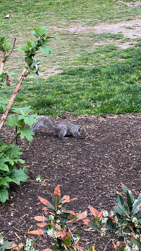 Eastern Gray Squirrel observed by gl3084